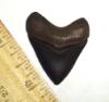 Fossil Megalodon Shark Tooth